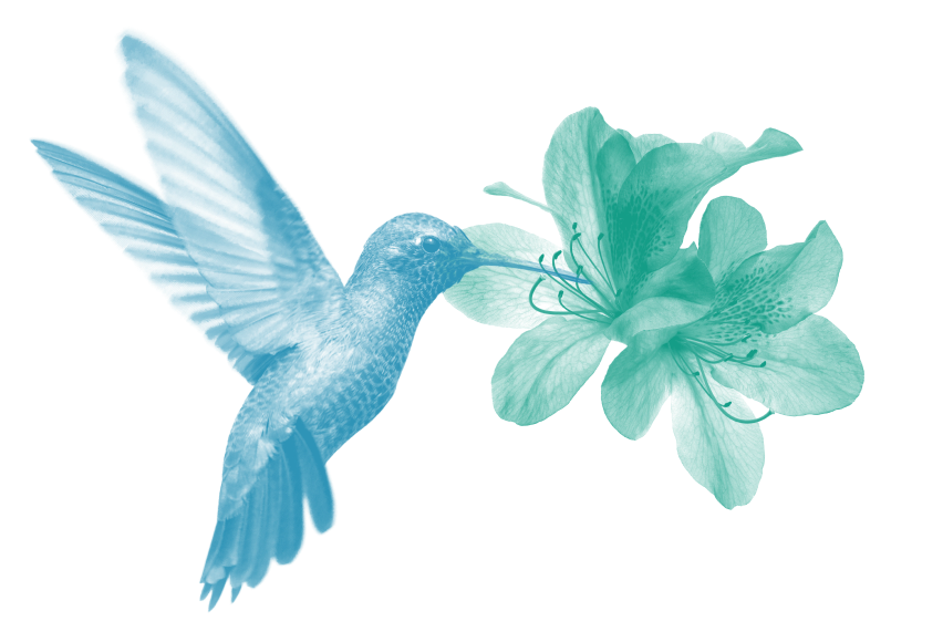 Defined Benefits humming bird.